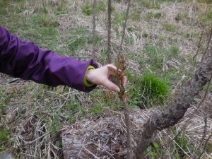 4-5月「ろうきん森の学校自然体験活動」を募集中♪：詳細ページを見る