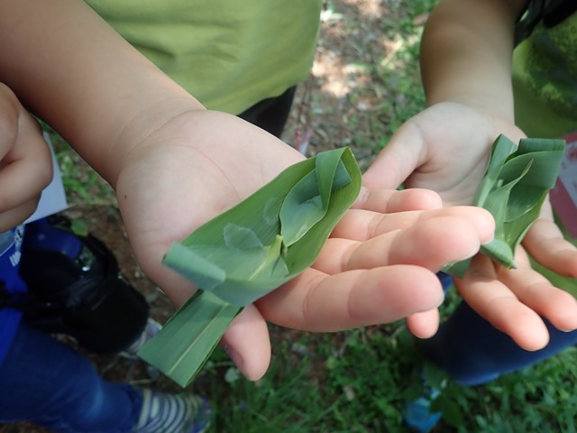 6月「ろうきん森の学校自然体験活動」を開催しました♪：詳細ページを見る